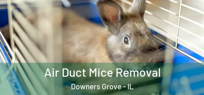 Air Duct Mice Removal Downers Grove - IL