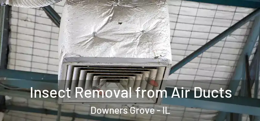 Insect Removal from Air Ducts Downers Grove - IL