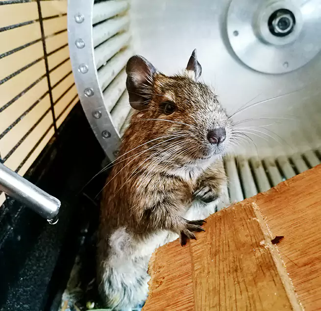 Why Homeowners & Businesses Trust Us Downers Grove, IL